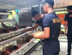 *Brimob Polda Metro Jaya Budidaya Ayam Petelur di Lahan P2L, Dukung Program Ketahanan Pangan Nasional*