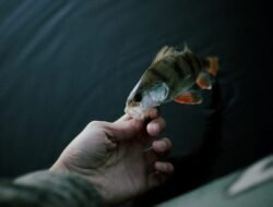 Korporasi Perikanan Pelaku Ilegal Fishing Nyaris tak Tersentuh Proses Hukum, Mengapa?*