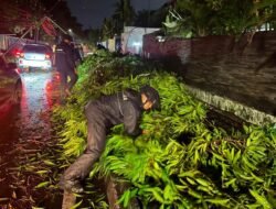*Brimob Polda Metro Jaya Sigap Evakuasi Pohon Tumbang di Kebayoran Baru, Arus Lalu Lintas Kembali Lancar*