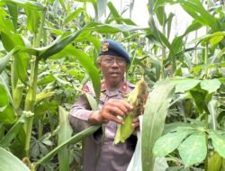 *Panen Jagung Brimob Metro Jaya Dukung Program Ketahanan Pangan Nasional*