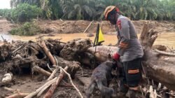 *Tim K9 Ditpolsatwa Baharkam Polri Bantu Pencarian Korban Bencana di Bantaran Sungai Huta Raja*