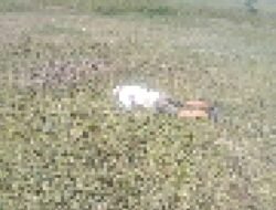 *Duka di Korowai: Pesawat Perintis Ditembaki Usai Parkir, Dua Awak Jadi Korban*